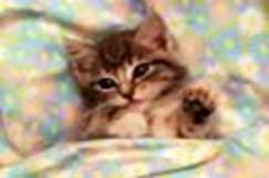 "Nap Time for Kitten"  SuperStock, Inc.